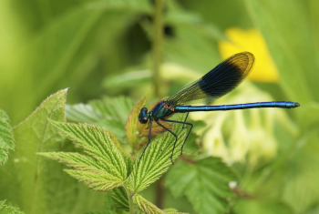 Banded_Demoiselle_(male)