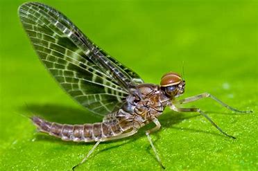 Mayfly